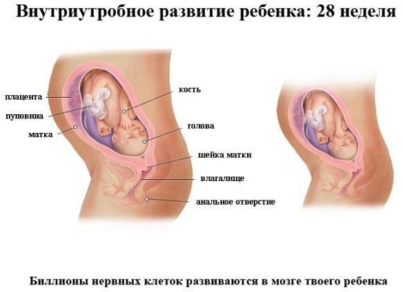 Какими бывают вагины