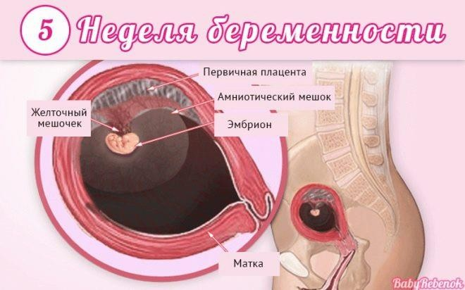 Как определить беременность с помощью капли йода: необычный способ